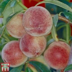 Peach 'Peregrine' -Green Haven Shop PEAC TKA2107 A