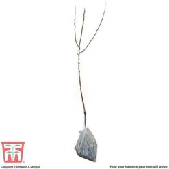 Pear 'Williams' Bon Chretien' -Green Haven Shop PEAR CWW3398 C2