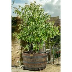 Antique Bronze Coloured Horse Potty Feet - Plant Pot Feet -Green Haven Shop PF0037 3 new