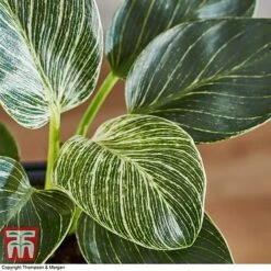 Philodendron 'White Measure' -Green Haven Shop PHIL 6951 A4