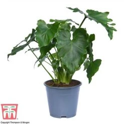 Philodendron 'Shangri La' 6 Philodendron 'Shangri La' -Green Haven Shop PHIL c