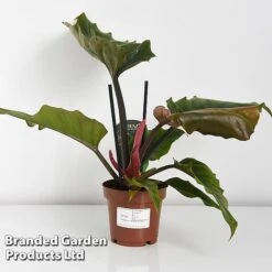 Philodendron 'Caramel' -Green Haven Shop PHIL CARAMEL WKF1195 C