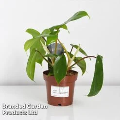 Philodendron 'Florida' -Green Haven Shop PHIL FLORIDA WKF1196 C