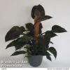 Philodendron 'New Red'