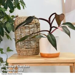 Philodendron Erubescens 'Pink Princess' -Green Haven Shop PHIL PINKPRINC T47207