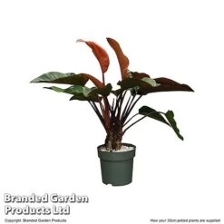 Philodendron 'Red Beauty' In Hydro Pot -Green Haven Shop PHIL REDBE30CM T506501