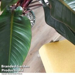 Philodendron 'Red Beauty' In Hydro Pot -Green Haven Shop PHIL REDBEAUTY T50770
