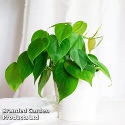 Philodendron Scandens