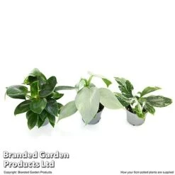 Philodendron Starter Mix -Green Haven Shop PHIL STARTE6CM T47692