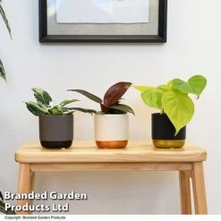 Philodendron Starter Mix -Green Haven Shop PHIL STARTERMX T47694