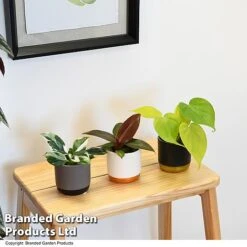 Philodendron Starter Mix -Green Haven Shop PHIL STARTERMX T47695