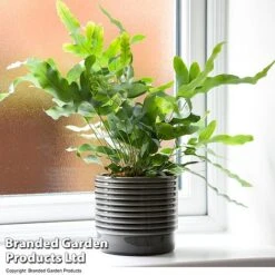 Nurseryman's Choice Indoor Fern Mix -Green Haven Shop PHLE BLUESTAR T447591