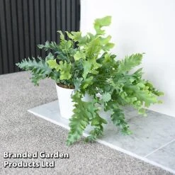 Phlebodium Aureum 'Davana' -Green Haven Shop PHLE DAVANA T42916