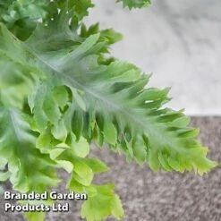 Phlebodium Aureum 'Davana' -Green Haven Shop PHLE DAVANA T42918