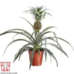 Pineapple Plant -Green Haven Shop PINE KB1973 AA