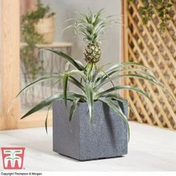 Pineapple Plant -Green Haven Shop PINE KB1973 AD