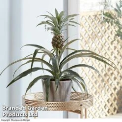 Pineapple Plant