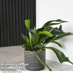 Nurseryman's Choice Indoor Fern Mix -Green Haven Shop PLAT BIFURCATU T44750