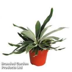 Platycerium Veitchii 'Braam' -Green Haven Shop PLAT BRAAM12CM WKF11781