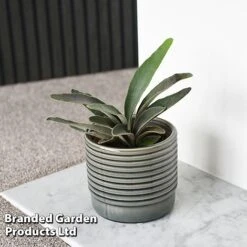 Platycerium Veitchii 'Braam'