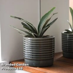 Platycerium Veitchii 'Braam' -Green Haven Shop PLAT BRAAM T44581