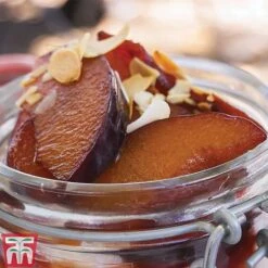 Plum 'Opal' -Green Haven Shop PLUM CWW3369 F