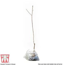 Plum 'Opal' -Green Haven Shop PLUM CWW3369 S