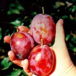 Plum 'Seneca'