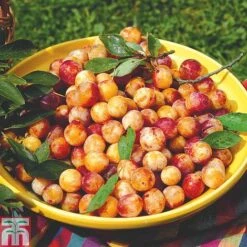 Plum 'Mirabelle De Nancy'