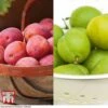 Plum 'Victoria' & 'Greengage' Collection