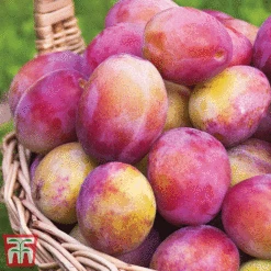 Favourite Fruit Tree Collection -Green Haven Shop PLUM KA7999 C