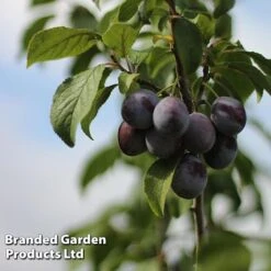 Plum 'Black Amber' (Mini Fruit Tree) -Green Haven Shop PLUM T10632 C