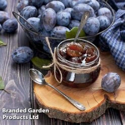 Plum 'Black Amber' (Mini Fruit Tree) -Green Haven Shop PLUM T10632 D