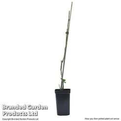 Plum 'Black Amber' (Mini Fruit Tree) -Green Haven Shop PLUM T10632 E