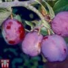 Plum 'Guinevere'