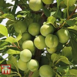 Plum Duo Patio Fruit Trees -Green Haven Shop PLUM WKB1986TM B