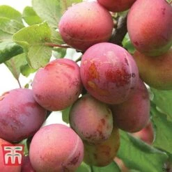 Plum Duo Patio Fruit Trees -Green Haven Shop PLUM WKB1986TM C