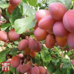 Plum Duo Patio Fruit Trees -Green Haven Shop PLUM WKB1986TM D