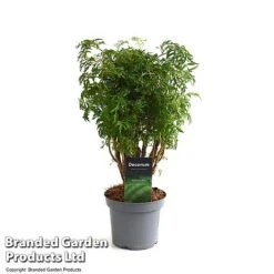 Polyscias Fruticosa 'Ming' -Green Haven Shop POLY MING12CM T49493