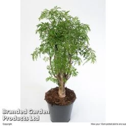 Polyscias Fruticosa 'Ming' -Green Haven Shop POLY MING12CM W48357