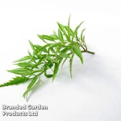 Polyscias Fruticosa 'Ming' -Green Haven Shop POLY MING W48358