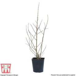 Pomegranate 'Provence' -Green Haven Shop POME T14152 C