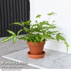 Nurseryman's Choice Indoor Fern Mix -Green Haven Shop PTER ALBOLINEA T43606