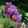 Pulsatilla Vulgaris