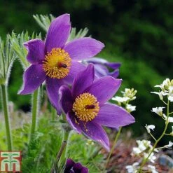 Pulsatilla Vulgaris