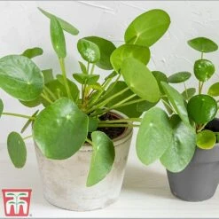 Chinese Money Plant 9 Chinese Money Plant -Green Haven Shop Pil