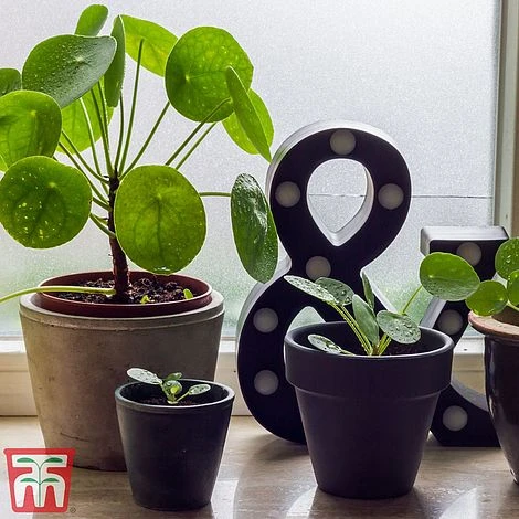 Chinese Money Plant 2 Chinese Money Plant - Image 2