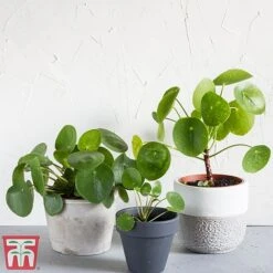Chinese Money Plant 13 Chinese Money Plant -Green Haven Shop Pileo1