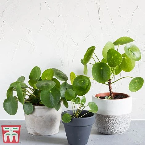 Chinese Money Plant 7 Chinese Money Plant - Image 7