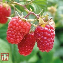 Raspberry Full Season Collection British Bred -Green Haven Shop RASP CWW3211 C